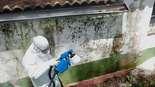 Mold Remediation service in Georgetown, Georgetown, IL
